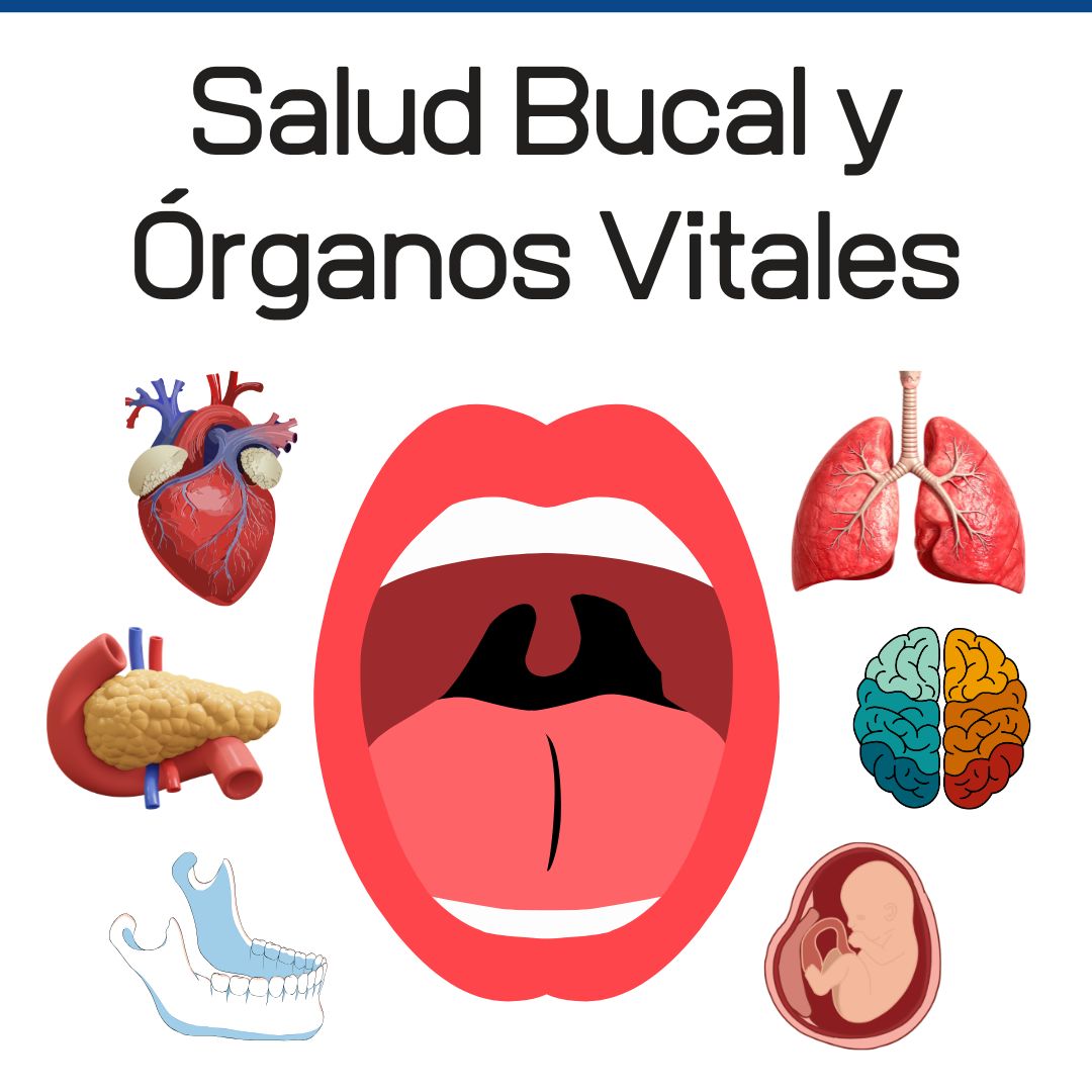Las Cavidades del Cuerpo Humano: Por qué son Vitales 2 las cavidades del cuerpo humano por que son vitales