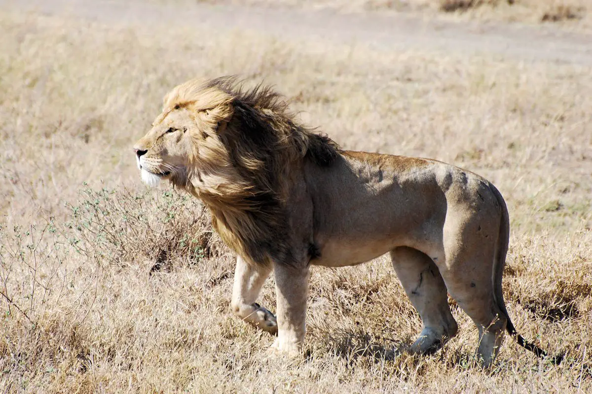 leon sorprendentes caracteristicas y su intrigante habitat