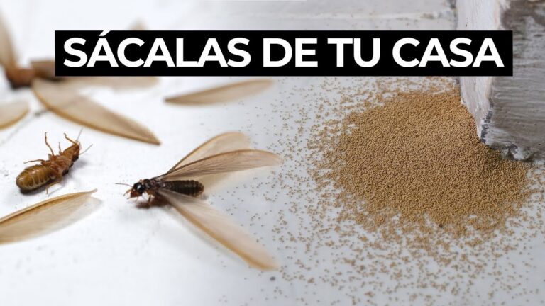 Lepidopterofobia: Por qué TEMEMOS las polillas 2 lepidopterofobia por que tememos las polillas