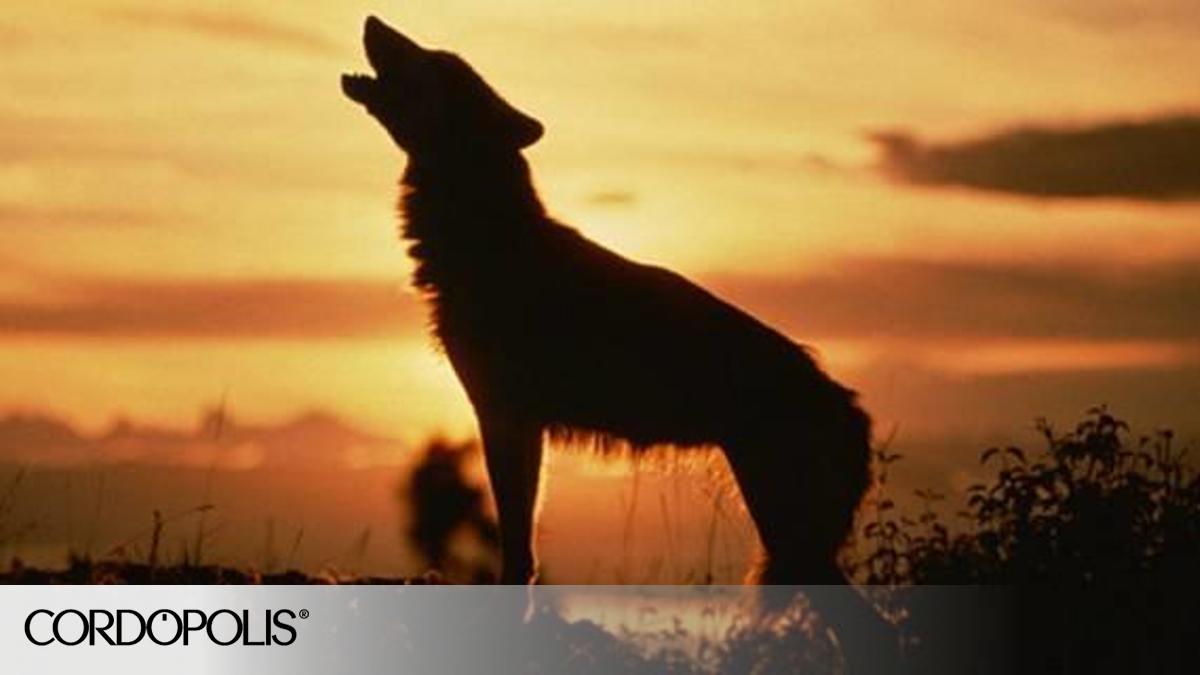 Lobos: DESCUBRE sus CARACTERÍSTICAS y COMPORTAMIENTO 2 lobos descubre sus caracteristicas y comportamiento