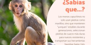 los monos descubre su habitat y alimentacion sorprendente