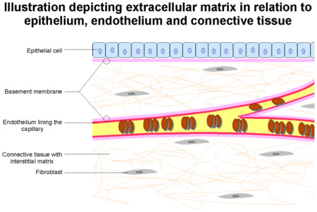 macromoleculas funcion y estructura esencial reveladas