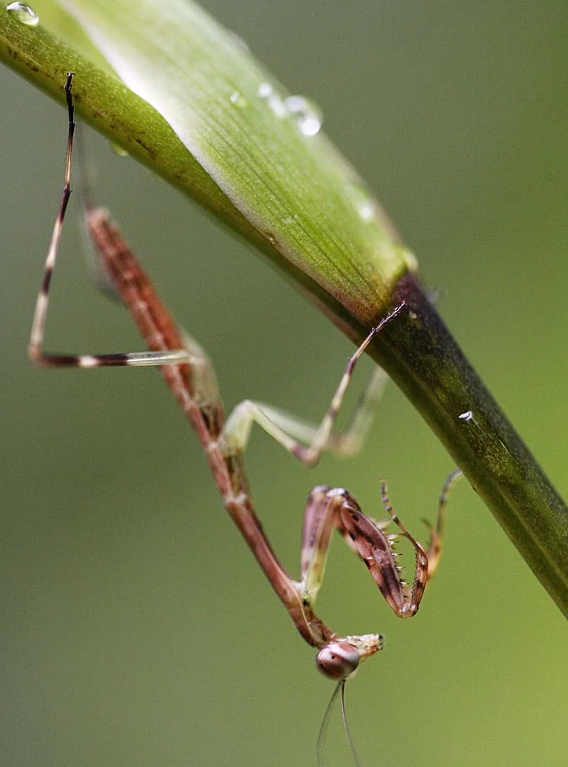 MANTIS RELIGIOSA: Es REALMENTE VENENOSA Descúbrelo 2 mantis religiosa es realmente venenosa descubrelo
