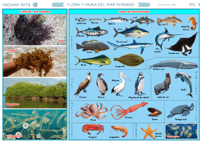 mar que es y por que es fundamental para la fauna