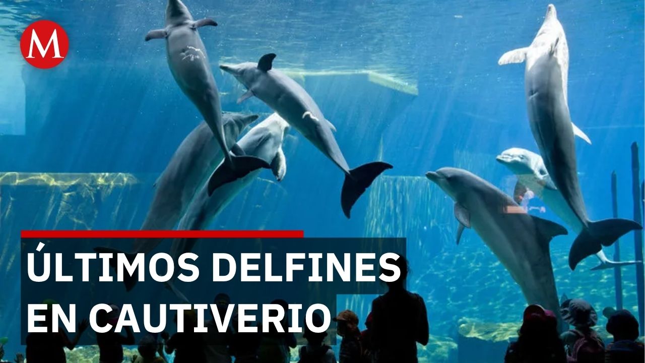 marinos animales descubre su fascinante mundo