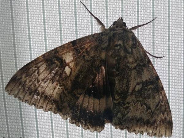 MARIPOSA: Descubre su INCREÍBLE MUNDO y características 2 mariposa descubre su increible mundo y caracteristicas