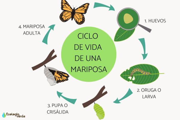 mariposas descubre su ciclo de vida y habitat