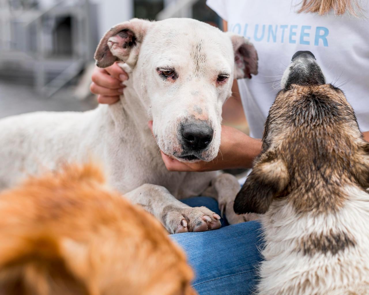 MASCOTAS DE APOYO EMOCIONAL: CÓMO TRANSFORMAN VIDAS 2 mascotas de apoyo emocional como transforman vidas