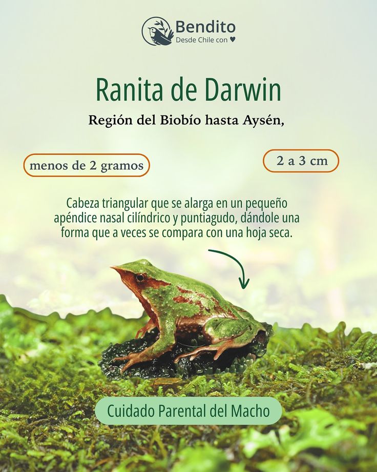 metamorfosis descubre ejemplos de animales asombrosos