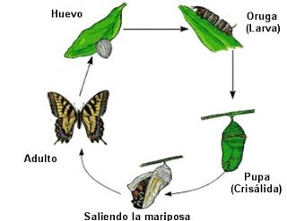 metamorfosis descubre el asombro de mariposas y ranas