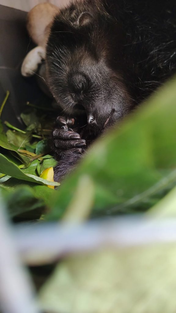 mono descubre su misterioso habitat y alimentacion