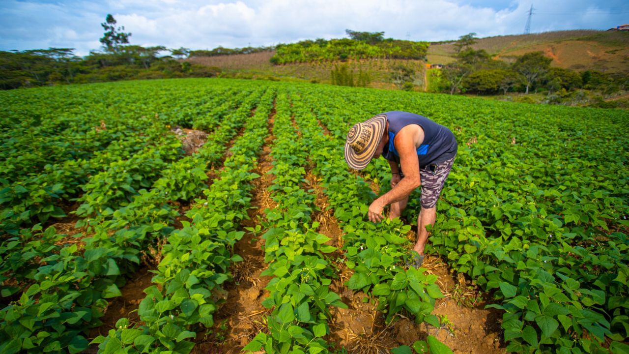 monocultivo que es y por que transforma la agricultura