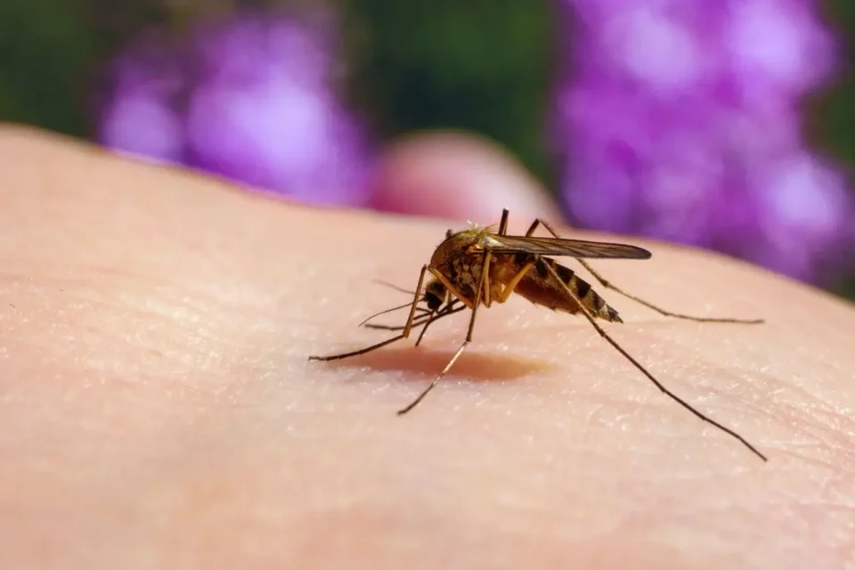Mosquito: Descubre su INTRIGANTE Definición y Concepto 2 mosquito descubre su intrigante definicion y concepto