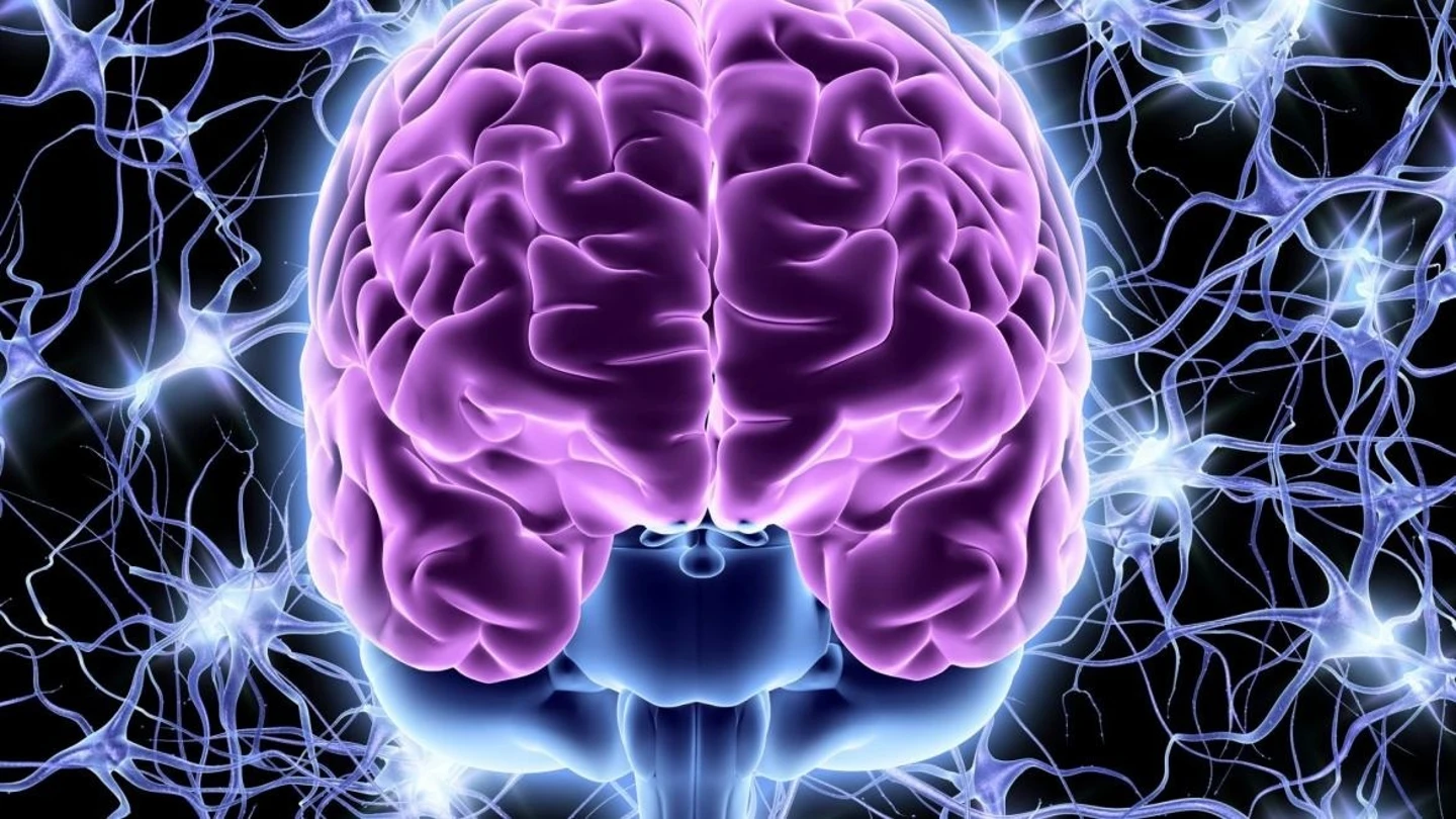 multipolares descubre su influencia en el cerebro