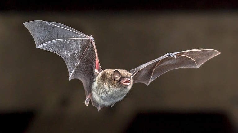 Murciélagos: Definición, Curiosidades y Datos Sorprendentes 2 murcielagos definicion curiosidades y datos sorprendentes