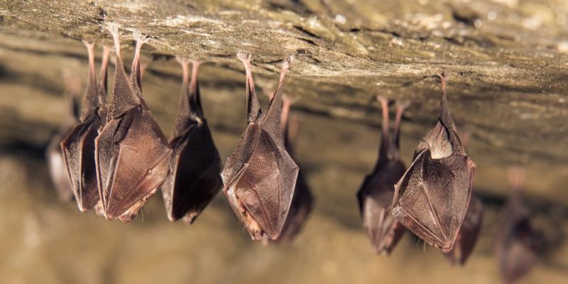 MURCIÉLAGOS: Descubre sus INCREÍBLES CARACTERÍSTICAS 2 murcielagos descubre sus increibles caracteristicas