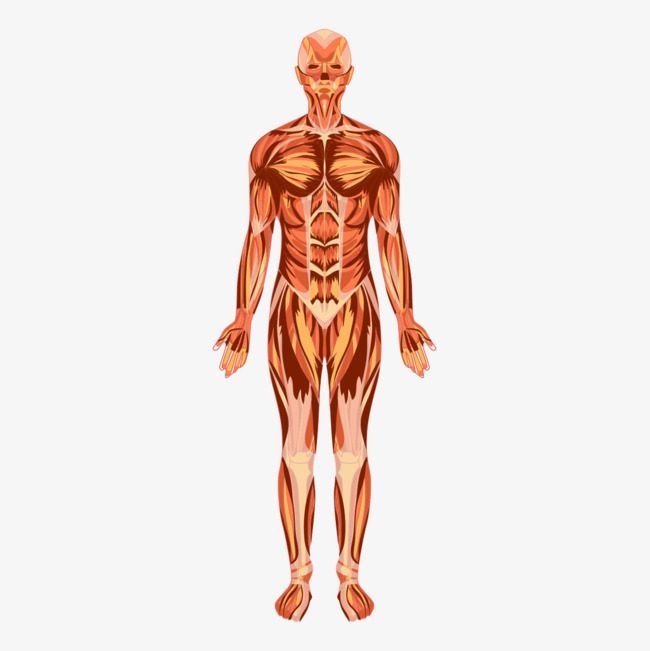 musculos isquiotibiales que son y como afectan