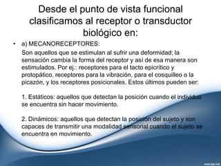NOCICECEPTORS: Qué TIPOS de RECEPTORES del DOLOR existen 2 nociceceptors que tipos de receptores del dolor