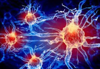 nucleo rojo que es y por que es vital para tu cerebro