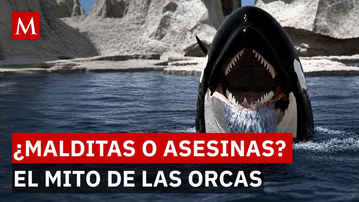 orca descubre por que este fascinante animal nos asombra