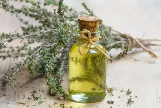 ORÉGANO: Descubre SU MISTERIOSA UTILIDAD ¡Sorpresa! 2 oregano descubre su misteriosa utilidad sorpresa