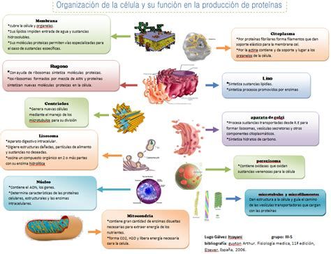 Organelos CELULARES: ¡Descubre sus FUNCIONES Secretas! 2 organelos celulares descubre sus funciones secretas