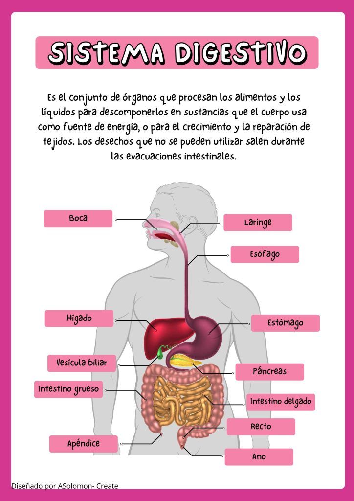 ÓRGANOS DEL SISTEMA DIGESTIVO: ¡DESCUBRE SU MAGIA! 2 organos del sistema digestivo descubre su magia