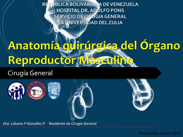 organos reproductores masculinos descubre sus secretos