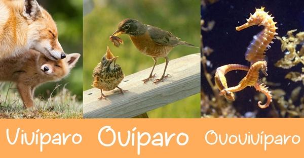 Ovíparos Asombrosos: Ejemplos y Secretos Fascinantes 2 oviparos asombrosos ejemplos y secretos fascinantes