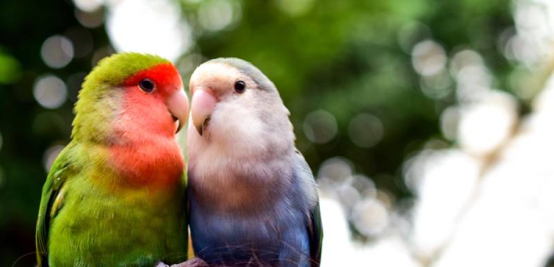pajaros dibujos 20 palabras que riman sorprendentes