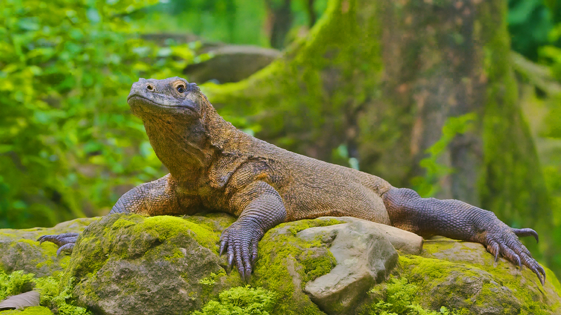 parque nacional de komodo donde esta y que descubrir
