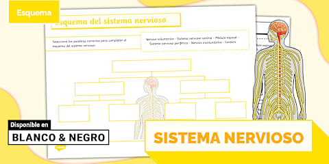 partes del sistema nervioso y sus funciones clave