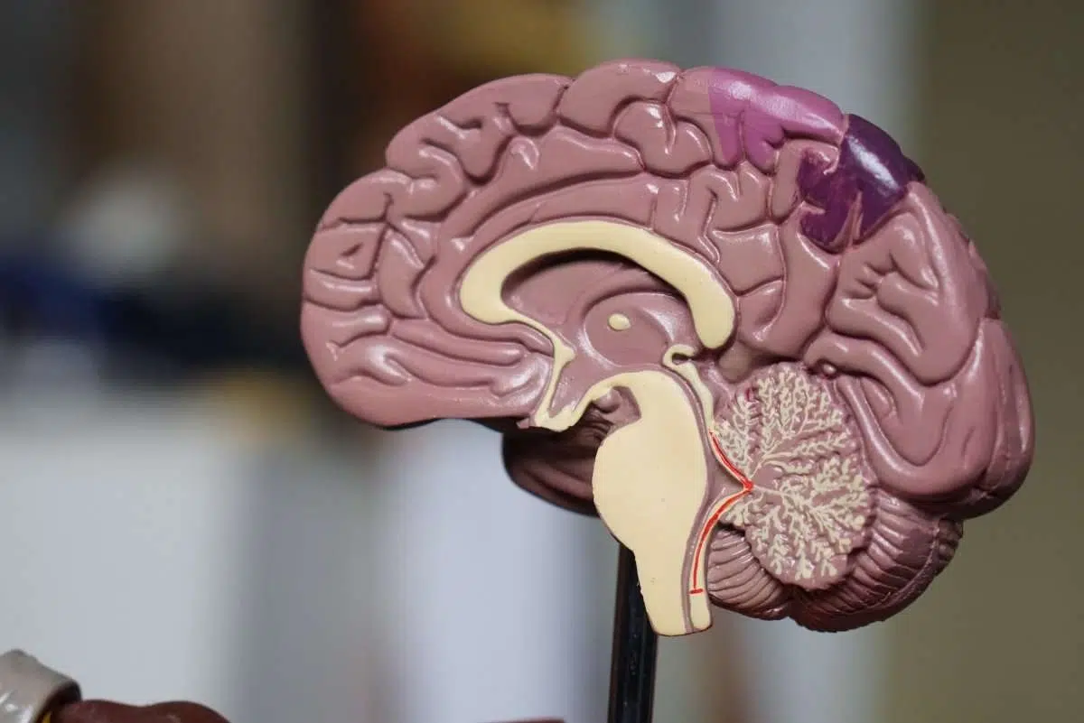 Partes INTERNAS del CEREBRO: Sabes sus MISTERIOS 3 partes internas del cerebro sabes sus misterios