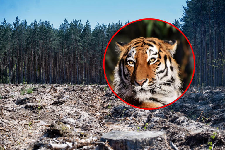 peligro de extincion que animales podrian desaparecer