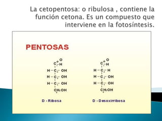 PENTOSAS: Qué Son y Por Qué Son Clave en la Biología 2 pentosas que son y por que son clave en la biologia
