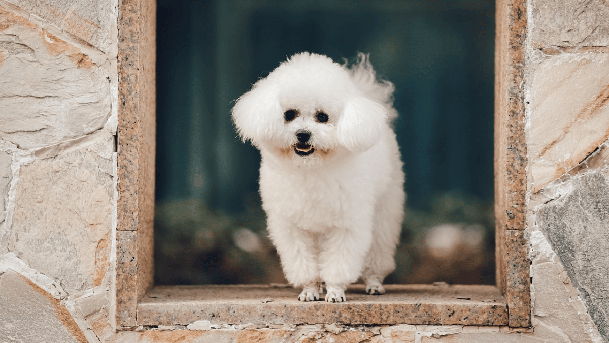perros descubre sus asombrosas razas y caracteristicas