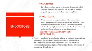 pinocitosis que es y como impacta en las celulas