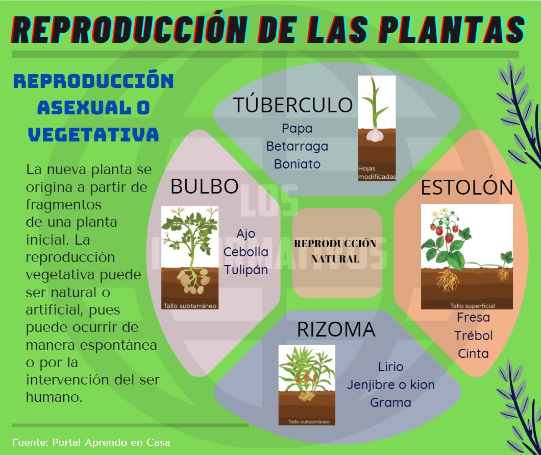 PLANTA: Descubre la REPRODUCCIÓN ASEXUAL MISTERIOSA 2 planta descubre la reproduccion asexual misteriosa