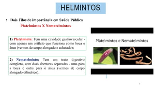 Platelmintos: 5 Características Sorprendentes que No Conoces 2 platelmintos 5 caracteristicas sorprendentes que no conoces
