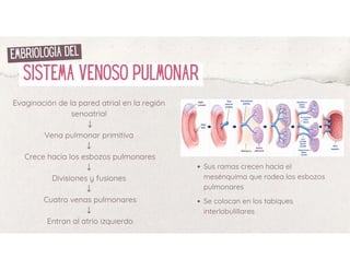 pleura pulmonar que es y por que es importante