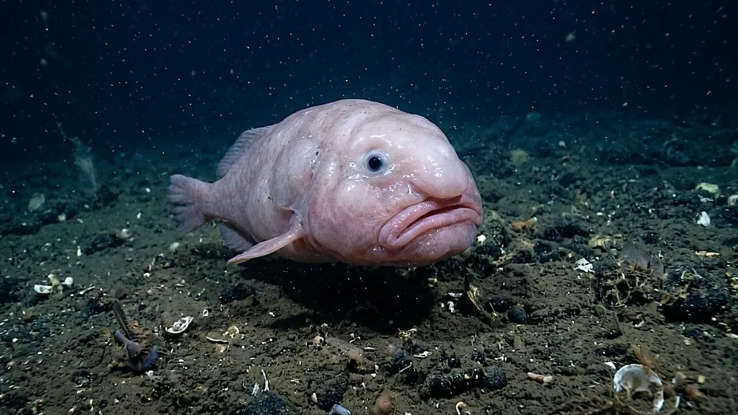 poiquilotermos 10 animales que te sorprenderan