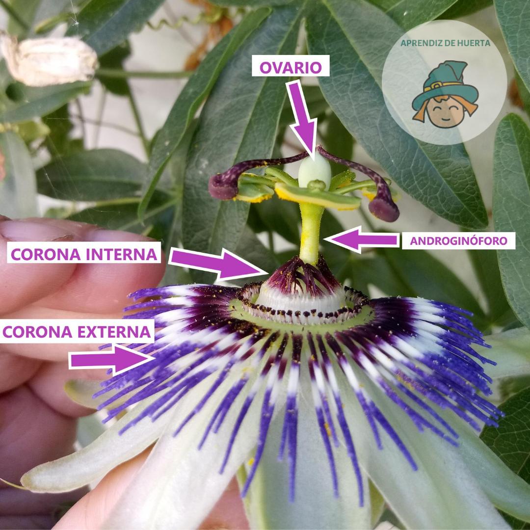 polinizacion de las plantas como atraer polinizadores