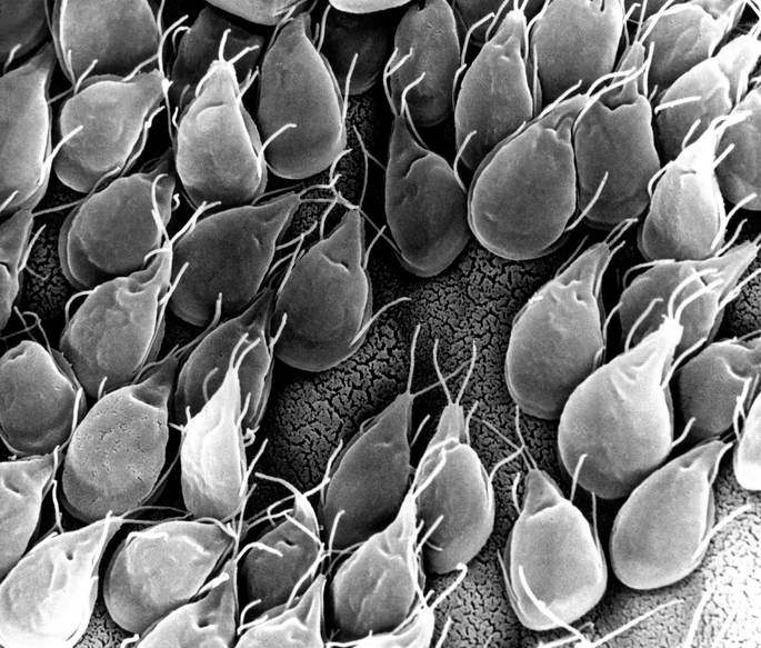 Protozoarios: Tipos y Características Sorprendentes 2 protozoarios tipos y caracteristicas sorprendentes