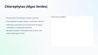 pseudomonas descubre sus caracteristicas y secretos