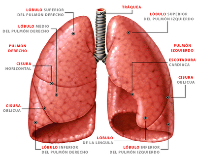 pulmones que son y como funcionan descubrelo aqui