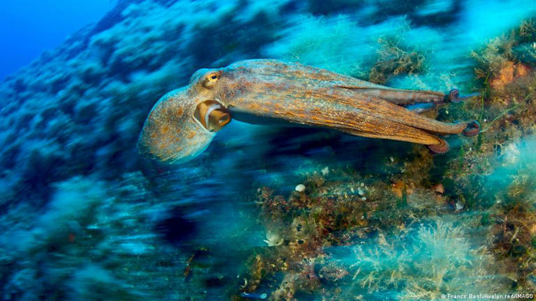 PULPO: QUÉ ES y cuáles son sus INCREÍBLES características 2 pulpo que es y cuales son sus increibles caracteristicas