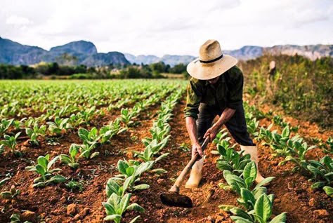 que significa agricola descubre su impacto clave