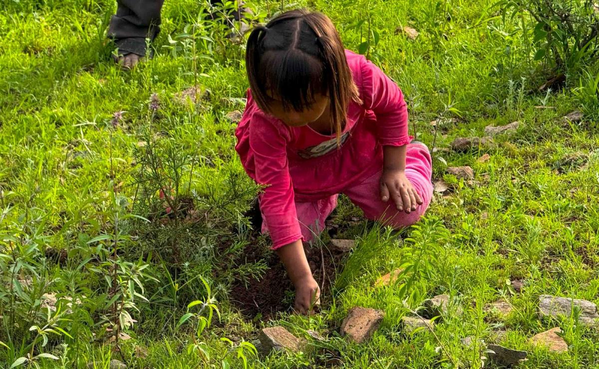 Qué significa REFORESTAR Descubre su IMPORTANCIA 2 que significa reforestar descubre su importancia