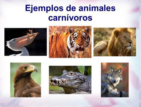 Qué son CARNÍVOROS Descubre su MISTERIO y ALIMENTACIÓN 2 que son carnivoros descubre su misterio y alimentacion