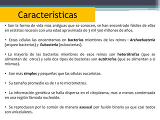 Qué son las ARQUEOBACTERIAS Conoce sus CARACTERÍSTICAS 2 que son las arqueobacterias conoce sus caracteristicas